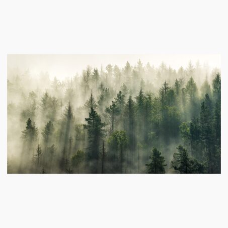 Tableau FOREST coloris vert