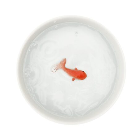 Accessoire animaux BOL POISSON coloris blanc